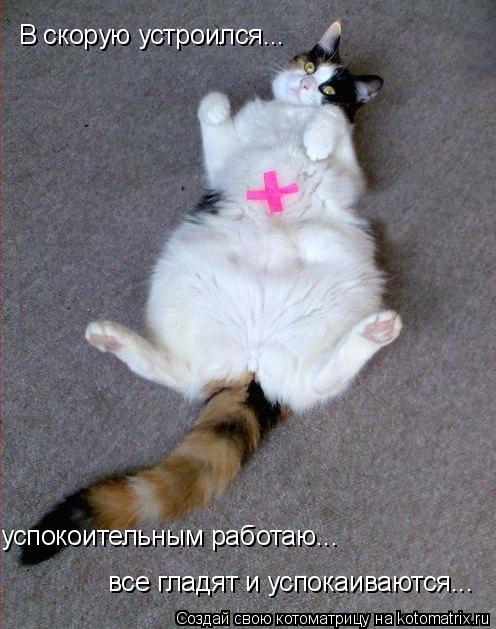 В скорую устроился... успокоительным работаю... все гладят и успокаиваются...... Котоматрица: В скорую устроился... успокоительным работаю... все гладят и успокаиваются...