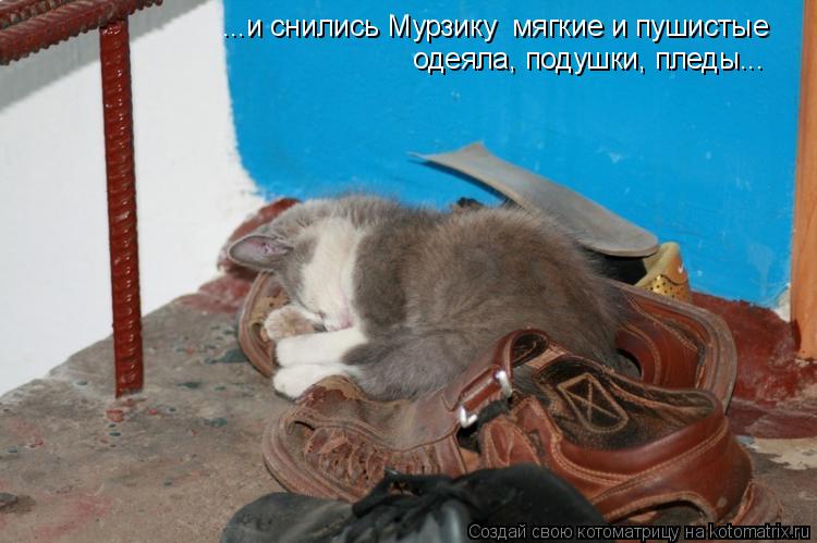 ...и снились Мурзику мягкие и пушистые одеяла, подушки, пледы...... Котоматрица: ...и снились Мурзику мягкие и пушистые одеяла, подушки, пледы...