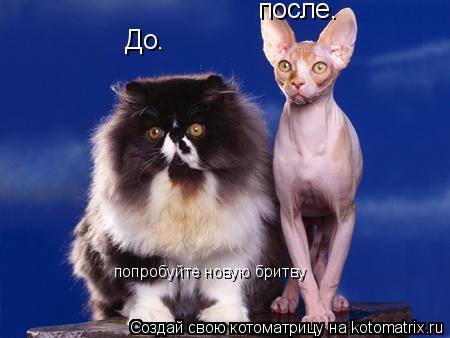 До. после. попробуйте новую бритву... Котоматрица: До. после. попробуйте новую бритву