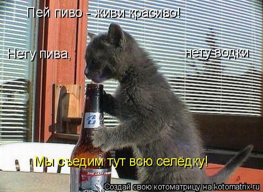 Пей пиво - живи красиво! Нету пива, нету водки Мы съедим тут всю селёдку!... Котоматрица: Пей пиво - живи красиво! Нету пива, нету водки Мы съедим тут всю селёдку!