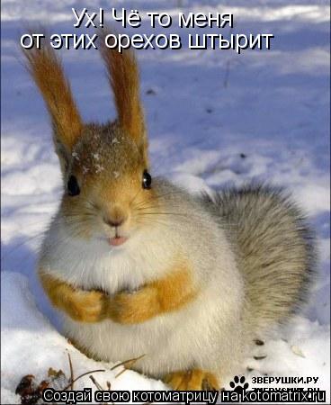 Ух! Чё то меня от этих орехов штырит... Котоматрица: Ух! Чё то меня от этих орехов штырит