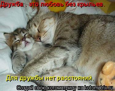 Дружба – это любовь без крыльев. Для дружбы нет расстояний.... Котоматрица: Дружба – это любовь без крыльев. Для дружбы нет расстояний.