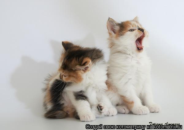 тьфу....не могу фальшивит-то как..... Котоматрица: тьфу....не могу фальшивит-то как..