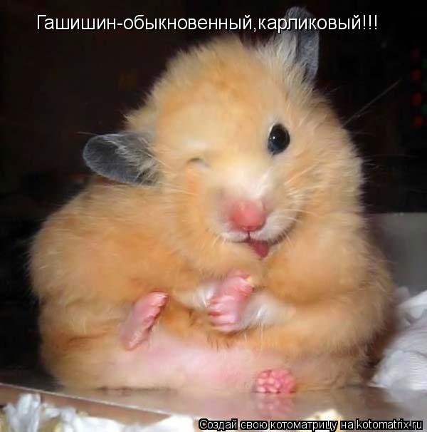 Гашишин-обыкновенный,карликовый!!!... Котоматрица: Гашишин-обыкновенный,карликовый!!!