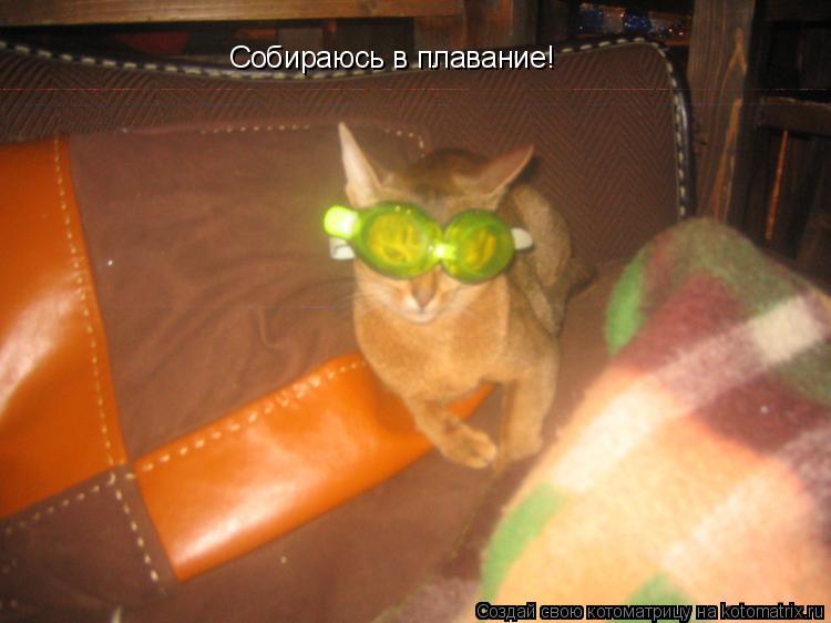 Собираюсь в плавание!... Котоматрица: Собираюсь в плавание!