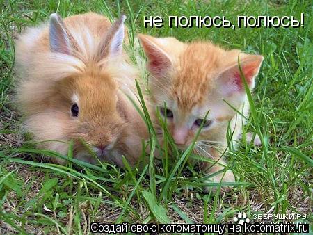 не полюсь,полюсь!... Котоматрица: не полюсь,полюсь!