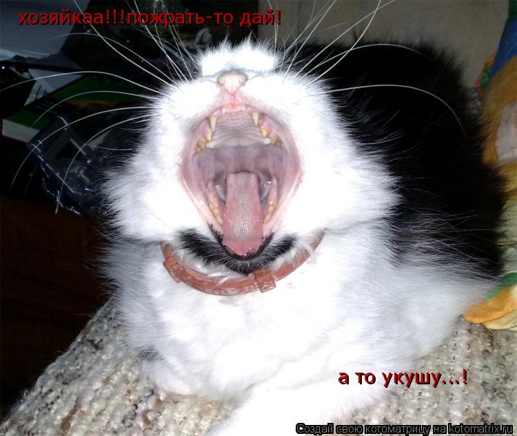 хозяйкаа!!!пожрать-то дай! а то укушу...!... Котоматрица: хозяйкаа!!!пожрать-то дай! а то укушу...!