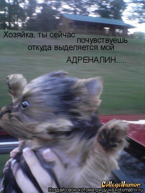 Хозяйка, ты сейчас почувствуешь откуда выделяется мой АДРЕНАЛИН........ Котоматрица: Хозяйка, ты сейчас почувствуешь откуда выделяется мой АДРЕНАЛИН.....