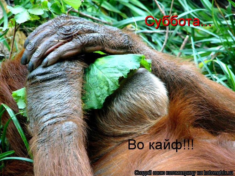 Суббота... Во кайф!!!... Котоматрица: Суббота... Во кайф!!!
