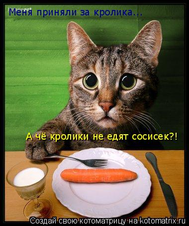 Меня приняли за кролика... А чё кролики не едят сосисек?!... Котоматрица: Меня приняли за кролика... А чё кролики не едят сосисек?!