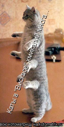 Котоматрица: Каты:в "Вискасе" хмикалий многа...