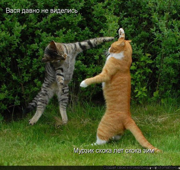 Вася давно не виделись Мурзик скока лет скока зим... Котоматрица: Вася давно не виделись Мурзик скока лет скока зим