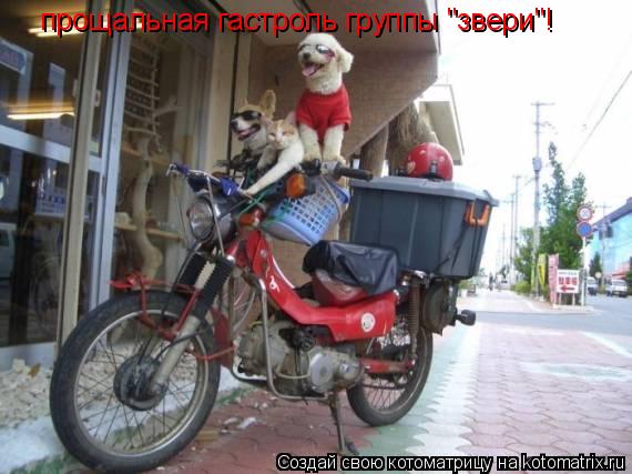 прощальная гастроль группы "звери"!... Котоматрица: прощальная гастроль группы "звери"!