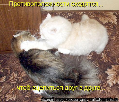 Противоположности сходятся... ...чтоб вцепиться друг в друга...... Котоматрица: Противоположности сходятся... ...чтоб вцепиться друг в друга...