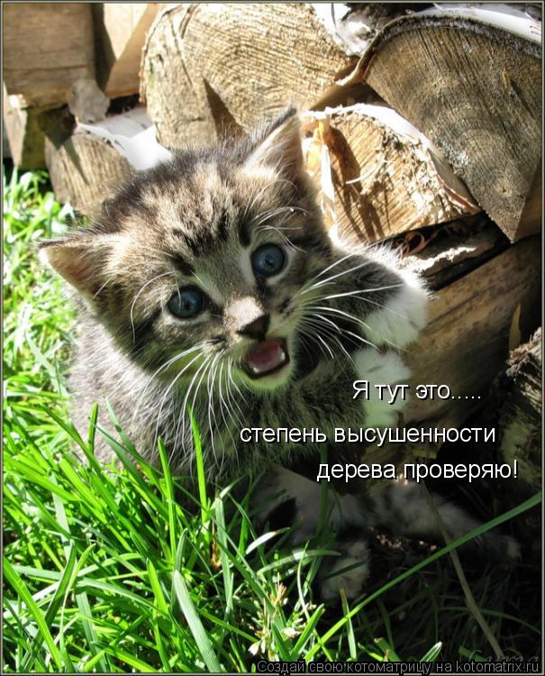 Я тут это..... степень высушенности дерева проверяю!... Котоматрица: Я тут это..... степень высушенности дерева проверяю!
