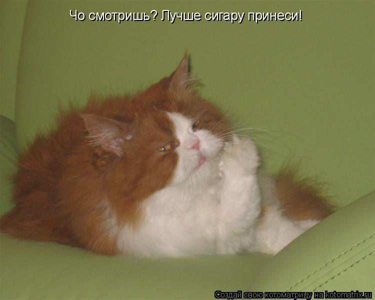 Чо смотришь? Лучше сигару принеси!... Котоматрица: Чо смотришь? Лучше сигару принеси!