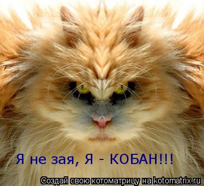 Я не зая, Я - КОБАН!!!... Котоматрица: Я не зая, Я - КОБАН!!!
