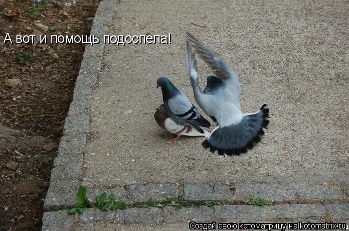 А вот и помощь подоспела!... Котоматрица: А вот и помощь подоспела!