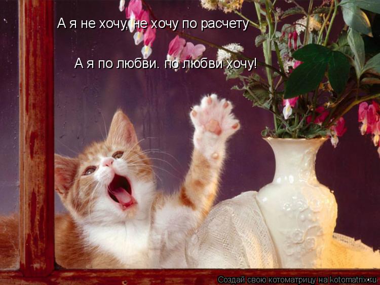А я не хочу, не хочу по расчету А я по любви. по любви хочу!... Котоматрица: А я не хочу, не хочу по расчету А я по любви. по любви хочу!