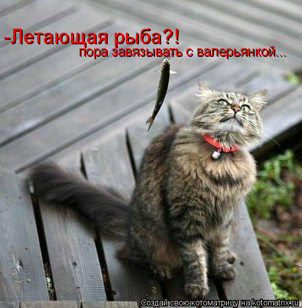 -Летающая рыба?! пора завязывать с валерьянкой...... Котоматрица: -Летающая рыба?! пора завязывать с валерьянкой...