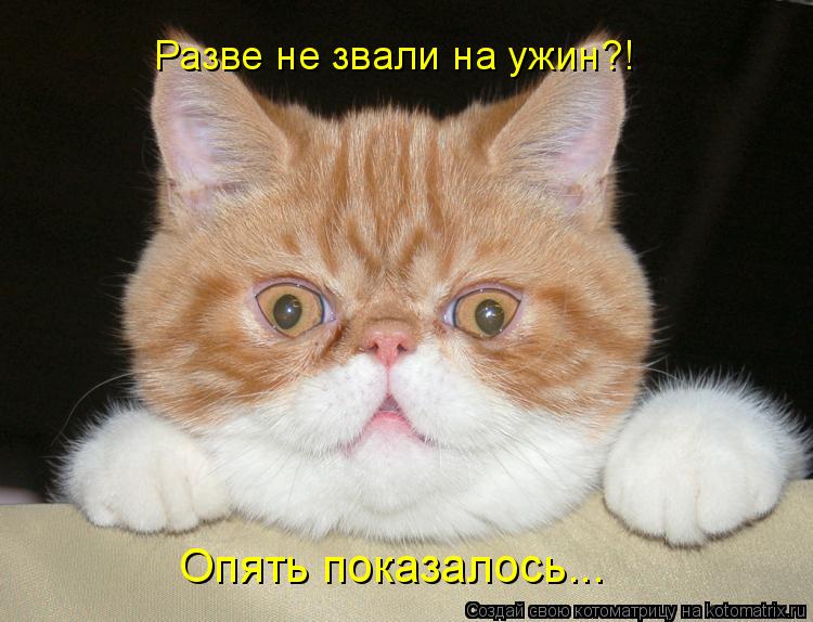 Разве не звали на ужин?! Опять показалось...... Котоматрица: Разве не звали на ужин?! Опять показалось...