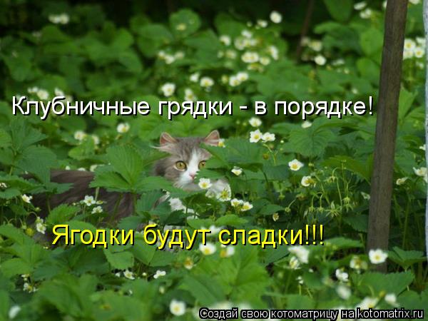 Клубничные грядки - в порядке! Ягодки будут сладки!!!... Котоматрица: Клубничные грядки - в порядке! Ягодки будут сладки!!!
