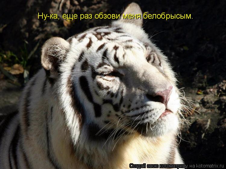 Ну-ка, еще раз обзови меня белобрысым.... Котоматрица: Ну-ка, еще раз обзови меня белобрысым.