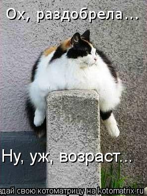 Ох, раздобрела... Ну, уж, возраст...... Котоматрица: Ох, раздобрела... Ну, уж, возраст...