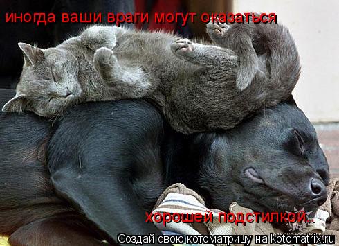 иногда ваши враги могут оказаться хорошей подстилкой..... Котоматрица: иногда ваши враги могут оказаться хорошей подстилкой..