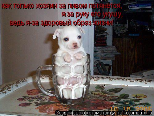 как только хозяин за пивом потянется, я за руку его укушу, ведь я-за здоровый образ жизни!... Котоматрица: как только хозяин за пивом потянется, я за руку его укушу, ведь я-за здоровый образ жизни!