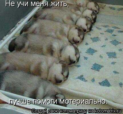 Не учи меня жить, лучше помоги мотериально.... Котоматрица: Не учи меня жить, лучше помоги мотериально.