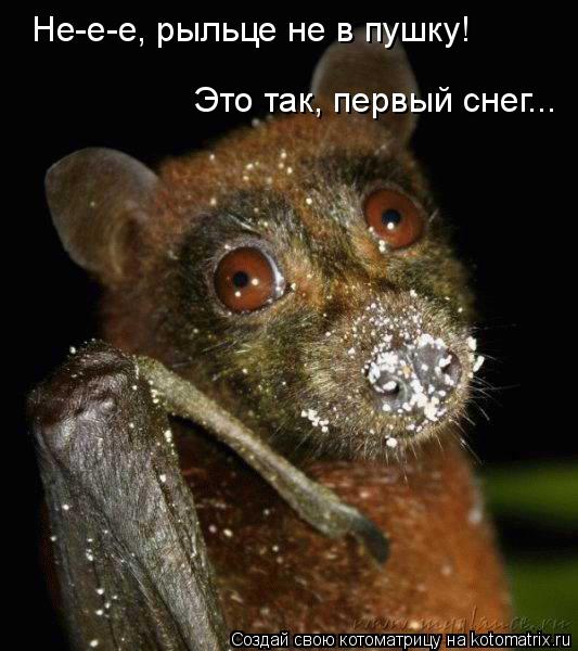 Не-е-е, рыльце не в пушку! Это так, первый снег...... Котоматрица: Не-е-е, рыльце не в пушку! Это так, первый снег...