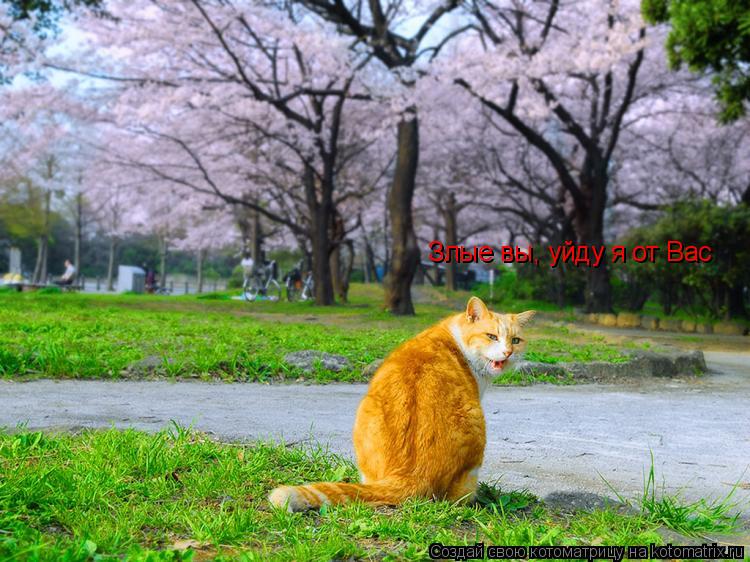 Злые вы, уйду я от Вас... Котоматрица: Злые вы, уйду я от Вас