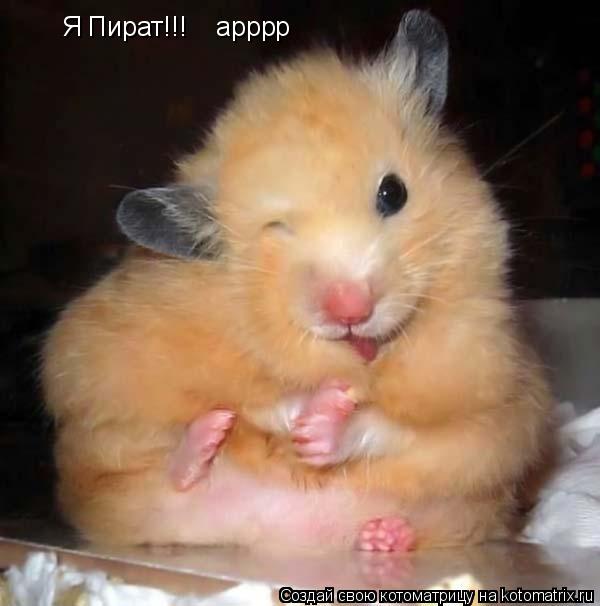 Я Пират!!! арррр... Котоматрица: Я Пират!!! арррр