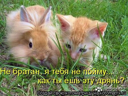 Не братан, я тебя не пойму... как ты ешь эту дрянь?... Котоматрица: Не братан, я тебя не пойму... как ты ешь эту дрянь?