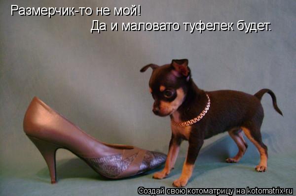 Размерчик-то не мой! Да и маловато туфелек будет.... Котоматрица: Размерчик-то не мой! Да и маловато туфелек будет.