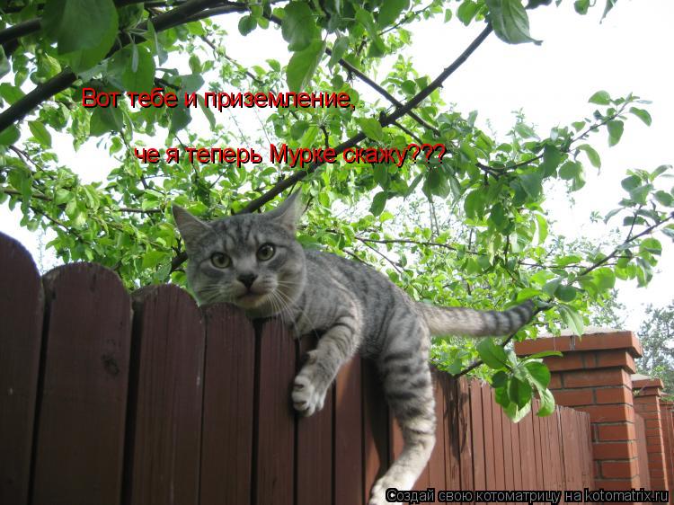 Вот тебе и приземление, че я теперь Мурке скажу???... Котоматрица: Вот тебе и приземление, че я теперь Мурке скажу???