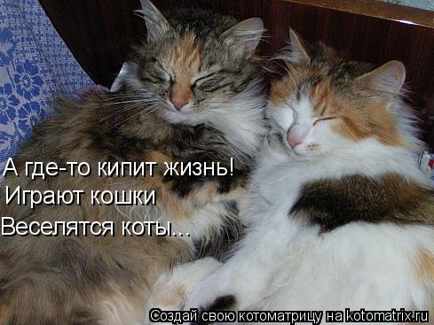 А где-то кипит жизнь! Играют кошки Веселятся коты...... Котоматрица: А где-то кипит жизнь! Играют кошки Веселятся коты...