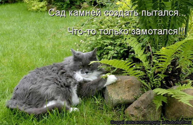 Сад камней создать пытался... Что-то только замотался!!!... Котоматрица: Сад камней создать пытался... Что-то только замотался!!!