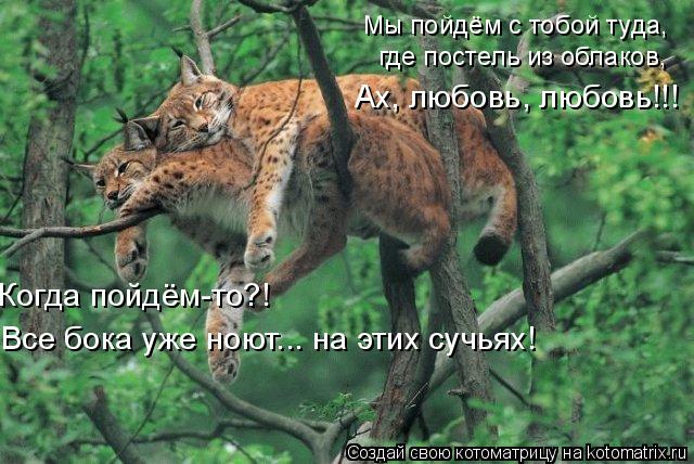 Мы пойдём с тобой туда, где постель из облаков, Ах, любовь, любовь!!! Когда пойдём-то?! Все бока уже ... Котоматрица: Мы пойдём с тобой туда, где постель из облаков, Ах, любовь, любовь!!! Когда пойдём-то?! Все бока уже ноют... на этих сучьях!