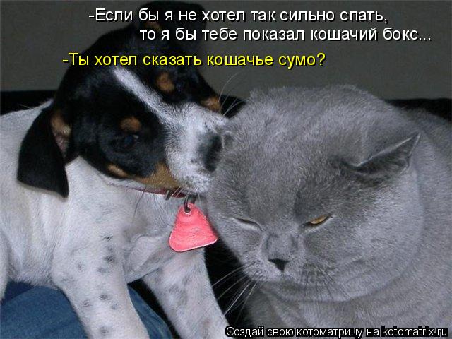-Если бы я не хотел так сильно спать, то я бы тебе показал кошачий бокс... -Ты хотел сказать кошачье ... Котоматрица: -Если бы я не хотел так сильно спать, то я бы тебе показал кошачий бокс... -Ты хотел сказать кошачье сумо?