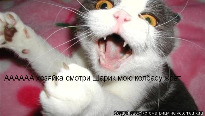 АААААА хозяйка смотри Шарик мою колбасу жрет!... Котоматрица: АААААА хозяйка смотри Шарик мою колбасу жрет!