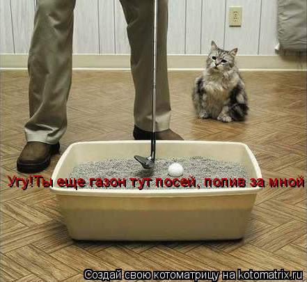 Угу!Ты еще газон тут посей, полив за мной... Котоматрица: Угу!Ты еще газон тут посей, полив за мной
