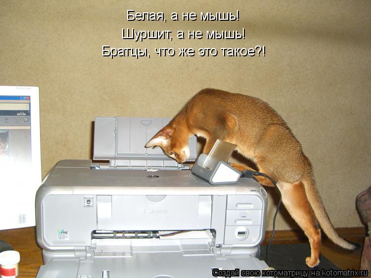 Братцы, что же это такое?! Шуршит, а не мышь! Белая, а не мышь!... Котоматрица: Братцы, что же это такое?! Шуршит, а не мышь! Белая, а не мышь!