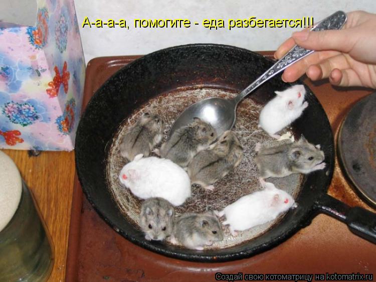А-а-а-а, помогите - еда разбегается!!!... Котоматрица: А-а-а-а, помогите - еда разбегается!!!