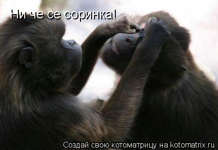 Ни че се соринка!... Котоматрица: Ни че се соринка!