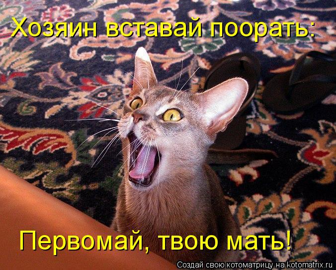 Хозяин вставай поорать: Первомай, твою мать!... Котоматрица: Хозяин вставай поорать: Первомай, твою мать!