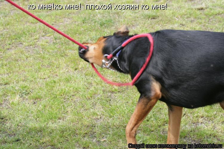 ко мне!ко мне! плохой хозяин ко мне!... Котоматрица: ко мне!ко мне! плохой хозяин ко мне!
