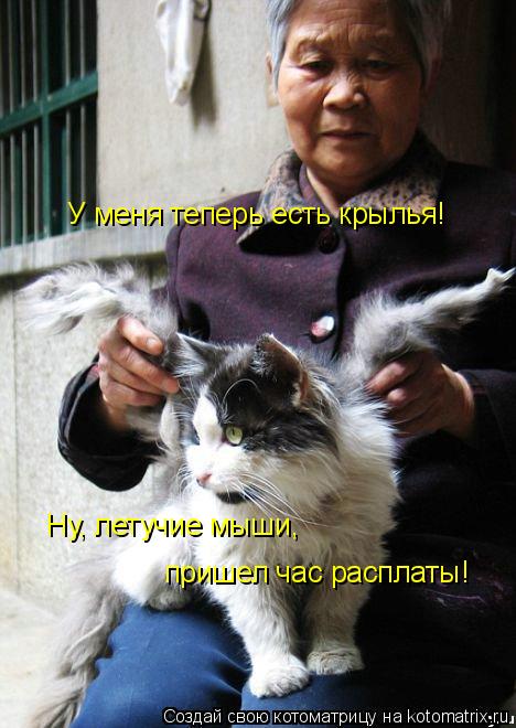 У меня теперь есть крылья! Ну, летучие мыши, пришел час расплаты!... Котоматрица: У меня теперь есть крылья! Ну, летучие мыши, пришел час расплаты!