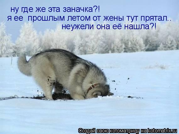 ну где же эта заначка?! я ее прошлым летом от жены тут прятал.. неужели она её нашла?!... Котоматрица: ну где же эта заначка?! я ее прошлым летом от жены тут прятал.. неужели она её нашла?!